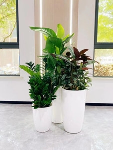 专业花卉租摆，为宁波奉化增添一抹亮丽花韵